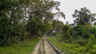 view of road in the jungle