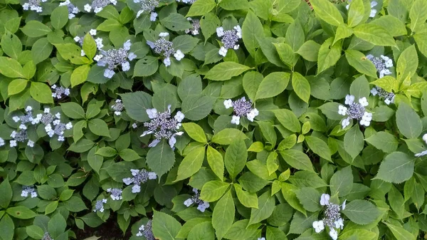 Açık mavi çiçekler ve yapraklar