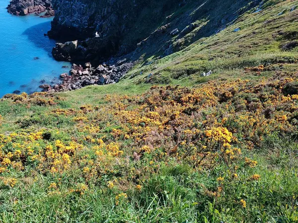 Güzel sarı çiçekler ve İrlanda 'da deniz kenarında yetişen yeşil çimenler.                                               