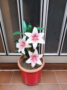 Pembe çiçekler saksıda Doğal duvar kağıdı