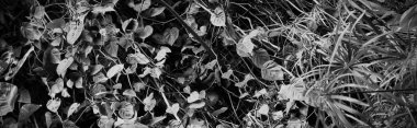 Ormanda kuru yaprak, siyah ve beyaz 