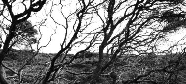 siyah ve beyaz ağaç doğada