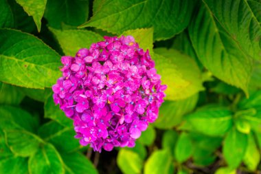 Japon Hydrangea ya da Ajisai, genellikle Haziran ve Temmuz aylarında yağmur mevsiminde çiçek açar ve bu da onları mevsimin en popüler çiçeği ve sembolü yapar.