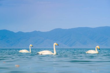 Sailimu Gölü veya Sayram Gölü, Kuzey Tianshan Dağları, Bortala Moğol Özerk Bölgesi, Xinjiang Uygur Özerk Bölgesi, Çin 'de bulunan endorheic tatlı su gölü.