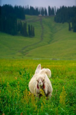 Nalati Grassland, one of the most beautiful grasslands in China for its alpine and valley scenery, Xinyuan County, Ili Kazak autonomous prefecture, Xinjiang Uygur autonomous region, China clipart