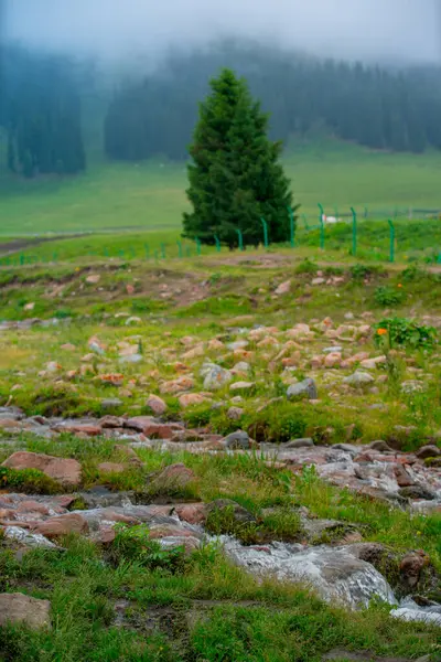 stock image Nalati Grassland, one of the most beautiful grasslands in China for its alpine and valley scenery, Xinyuan County, Ili Kazak autonomous prefecture, Xinjiang Uygur autonomous region, China