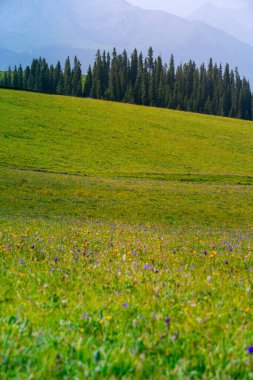 Karajun Çayırı, çayırları, ormanları, kanyonları, karla kaplı tepeleri ve gölleri, Tekes İlçesi, Ili Kazak Özerk Bölgesi, Xinjiang, Çin