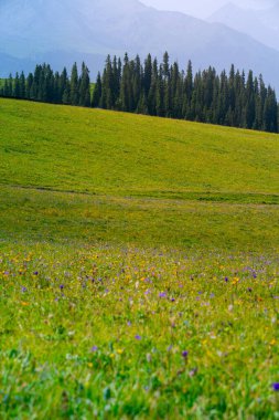 Karajun Grassland, an attractive tourist attraction integrating grasslands, forests, canyons, snow-capped peaks, and lakes, Tekes County, Ili Kazakh Autonomous Prefecture, Xinjiang, China clipart