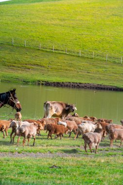 Karajun Çayırı, çayırları, ormanları, kanyonları, karla kaplı tepeleri ve gölleri, Tekes İlçesi, Ili Kazak Özerk Bölgesi, Xinjiang, Çin