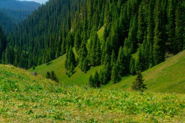 Karajun Çayırı, çayırları, ormanları, kanyonları, karla kaplı tepeleri ve gölleri, Tekes İlçesi, Ili Kazak Özerk Bölgesi, Xinjiang, Çin