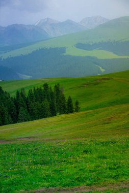 Karajun Çayırı, çayırları, ormanları, kanyonları, karla kaplı tepeleri ve gölleri, Tekes İlçesi, Ili Kazak Özerk Bölgesi, Xinjiang, Çin