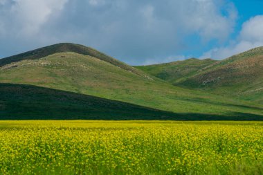 Yol kenarındaki hardal tarlası.