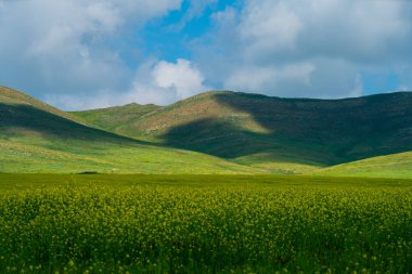 Yol kenarındaki hardal tarlası.