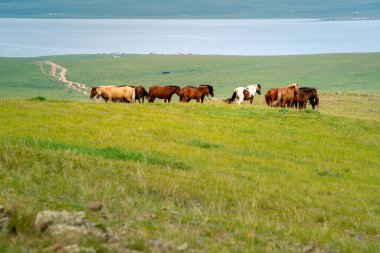 Ogii Lake, a freshwater lake in eastern Arkhangai, in central Mo clipart