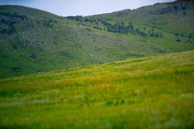 Khustain Nuruu Ulusal Parkı, Hustai Ulusal Parkı olarak da bilinir, Takhi ya da Przewalski 'nin atlarının evi olarak bilinir, dünyada hayatta kalan son vahşi at, Moğolistan