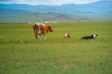 Khustain Nuruu National Park, also known as Hustai National Park, the best known as a home to the Takhi or Przewalski's horse, the last surviving wild horse in the world, Mongolia clipart