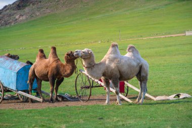 Authentic Mongol Nomad Show, demonstration of a traditional living way of real Mongolian nomads, an attractive for tourists in Mongolia clipart