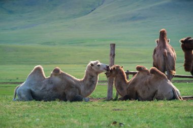 Otantik Moğol Göçebe Şovu, gerçek Moğol göçebelerinin geleneksel yaşam tarzının gösterimi, Moğolistan 'da turistler için çekici bir yer.