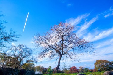 Oka Castle ruins, a Sengoku to Edo period yamajiro-style Japanese castle located in the city of Taketa, the ruins have been protected as a National Historic Site, Oita, Kyushu, Japan clipart