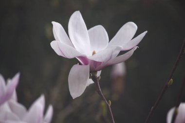 Manolya ağacı çiçeği, doğa fotoğrafı.