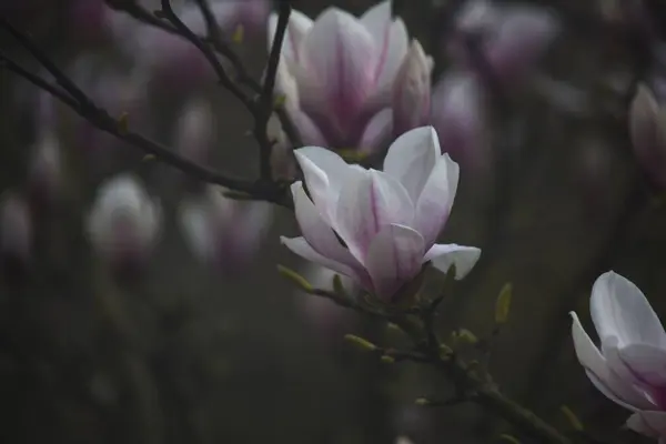 Manolya ağacının çiçek açması, doğa fotoğrafçılığı.