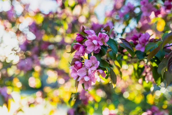Spring Blossom Decorative Apple Tree Purple Flowers Green Tree Rays — Stock Photo, Image