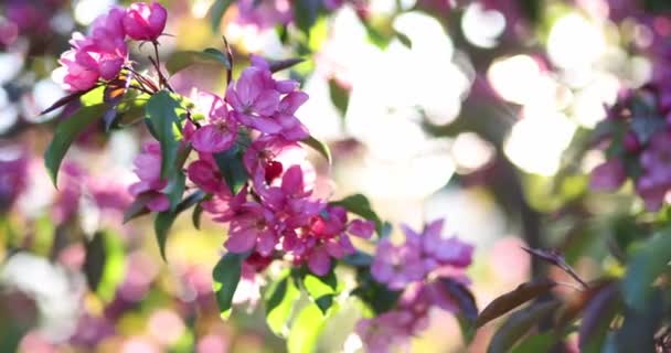 春天开了一株枝繁叶茂的苹果树 紫色的花在绿树上绽放着夕阳的光芒 — 图库视频影像