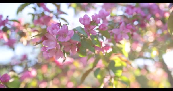 Spring Blossom Decorative Apple Tree Purple Flowers Green Tree Rays — Stock Video