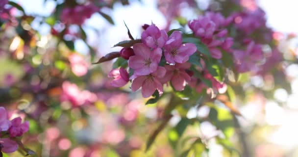 Flor Primavera Uma Árvore Maçã Decorativa Flores Roxas Uma Árvore — Vídeo de Stock