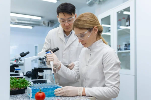 Serious concentrated woman researching food and vegetables at workplace inside laboratory, team of scientists 2 people conduct thinking experiments.