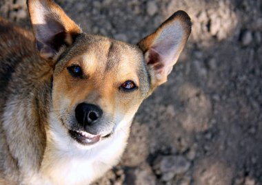 Köpek mutlu gülümsüyor. Hayvan sokakta yürür ve kameraya bakar. Hayvanlara iyi bak..
