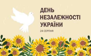 Independence Day of Ukraine written text in Ukrainian. 24 August. Horizontal white poster with a dove of peace and a field of sunflowers. Vector.