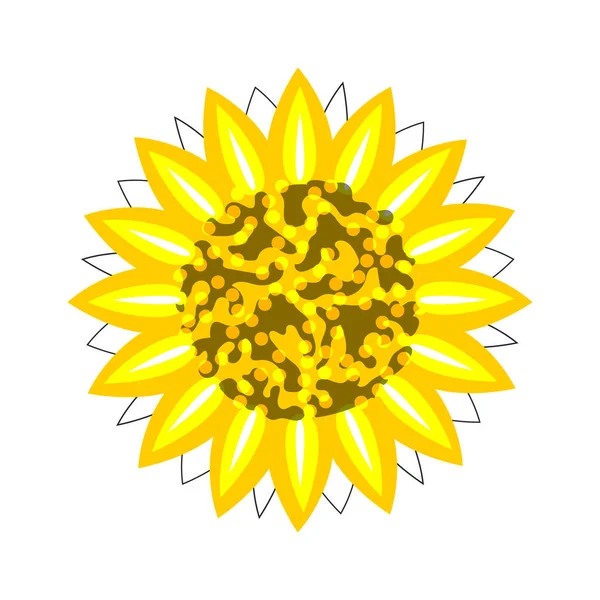 Sunflower Closeup Bright Yellow White Background Vector — 스톡 벡터