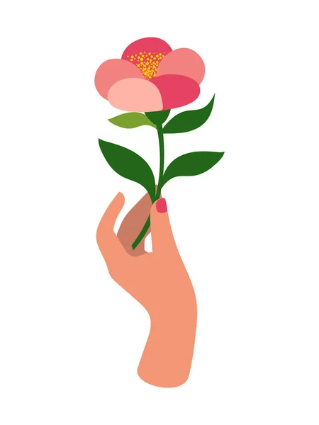 Mão Mulher Com Uma Bela Flor Rosa Delicada Levantada Isolada — Fotografia de Stock