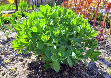 Stonecrop göze çarpıyor. Genç yeşil filizleniyor. Bitki özlü sulu bitkiler. Sedum Sonbahar Neşe.