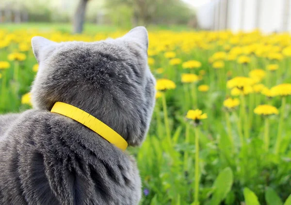 A gray fluffy purebred Scottish Straight cat in a yellow collar against fleas and ticks walks in the garden among blooming yellow dandelions in spring in April and enjoys the warmth.