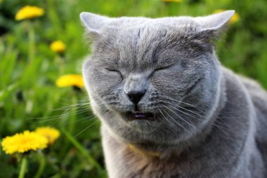 Pire ve keneler karşısında sarı yakalı İskoç safkan bir kedi bahçede yürür ve hapşırır. Hayvanlarda karahindiba ve bahar çiçeklerine alerjisi var..