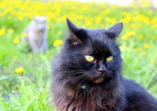 Gato Doméstico Mullido Negro Sienta Jardín Con Dientes León Está — Foto de Stock