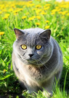 Sarı yakalı gri tüylü, safkan bir İskoç kedisi pirelere ve kenelere karşı çiçek açan karahindibanın arka planına bakar..