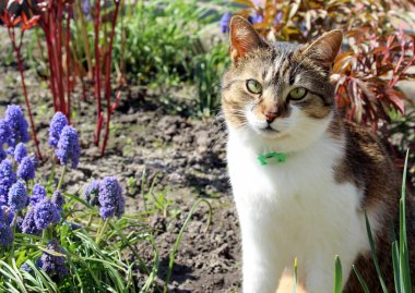 Yeşil pireli ve keneli yakalı bir köpek yavrusu muscari çiçeklerinde oturur ve sana olumlu bakar..