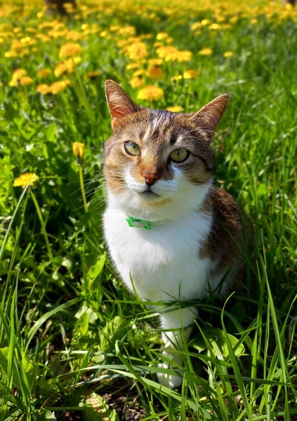 ノミやダニに対して緑の襟でモングレール国内の短髪猫はタンポポの花に座って あなたを積極的に見て — ストック写真