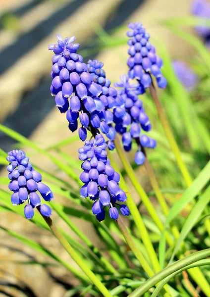Muskau Kleine Zarte Blaue Muscari Blüten Vipernzwiebel Oder Mäusehyazinthe Vertikale — Stockfoto