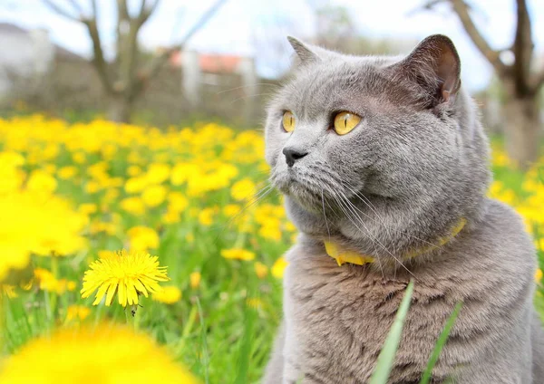Gray Fluffy Purebred Scottish Straight Eared Cat Yellow Flea Tick — Stock Photo, Image