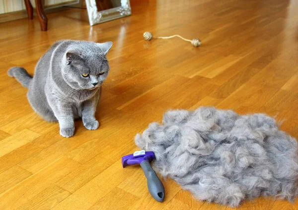 Combing fluffy cats. Caring for for pet hair at the beginning of a hot summer. A molt of cats. Removing loose undercoat with a furminator.