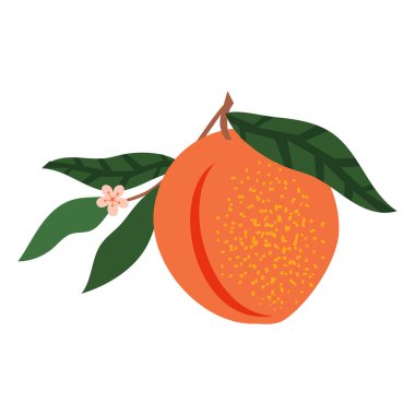 Benekli şeftali ve beyaz üzerinde yeşil yapraklar. Vektör.