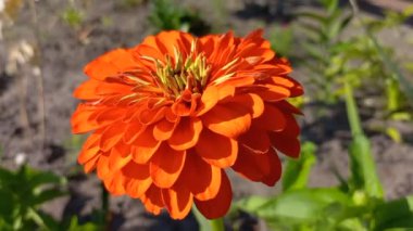 Turuncu Zinnia çiçeği yazın çiçek açar.