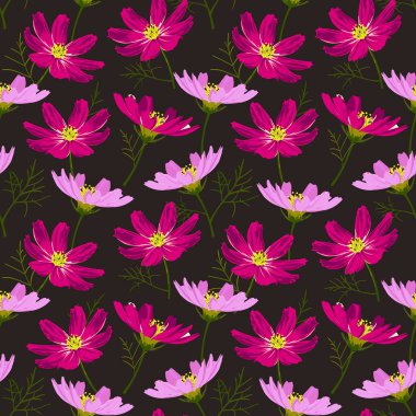 Siyah arkaplandaki küçük mor ve pembe zarif kozmos çiçekleri çiçek tekstili için kusursuz bir desen oluştururlar. Vektör