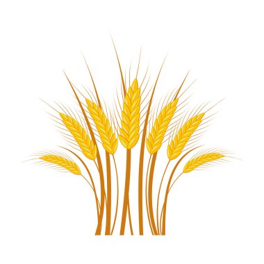 Beyaz arka planda bukette olgunlaşmış buğday kulakları. Vektör.