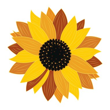 Beyaz arkaplandaki ayçiçeği görüntüsü izole edilmiş. Vektör