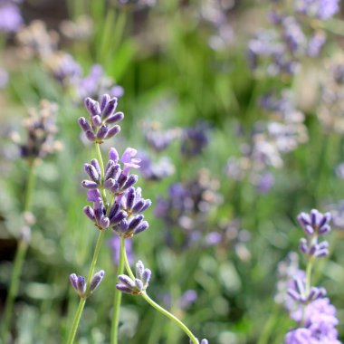 Bahçede yazın açan lavanta mevsimi.